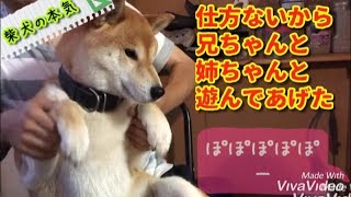 【柴犬】久し振りに兄ちゃんと姉ちゃんと遊んであげる柴犬の本気をご覧ください【shiba inu】