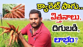 క్యారెట్ సాగుతో ఎకరాకు 2లక్షల లాభం | Carrot Cultivation | Carrot Sagu | Shiva Agri Clinic