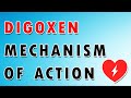 Digoxin Mechanism of Action, Side Effects, and Toxicity [Cardiac Medications 12/26]