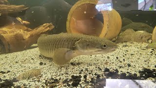 New Monster Fish added to our 240 Gallon Display Tank