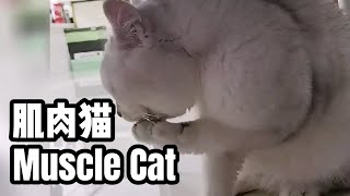 肌肉健身猫搞笑猫 Muscle Cat