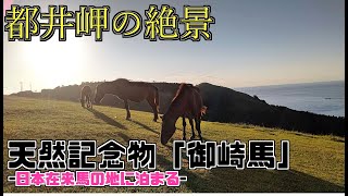 絶景！天然記念物の日本在来馬「御崎馬」が住まう都井岬に泊まってみた