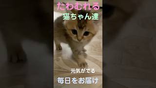 かわいすぎ！じゃれあう子猫たちの癒し時間【ショート】」