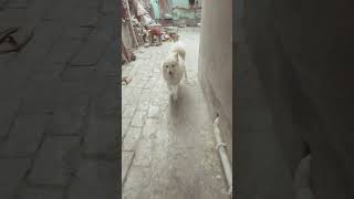 #puppy#ytshorts #shorts #status #reels#pk#amirkhan #anushkasharma#sheryaghoshal #doglover#animals