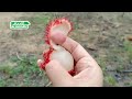 rambutan farm 红毛丹