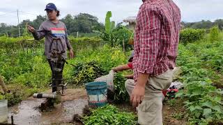 Pagbubunot at paglilipat tanim ng sili