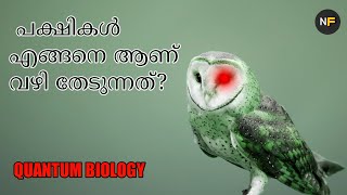 പക്ഷികൾ എങ്ങനെ ആണ് വഴി തേടുന്നത്? | QUANTUM BIOLOGY (MALYALAM)