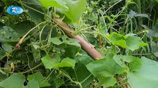 পাহাড়ে জুম চাষের আদ্যোপান্ত | Introduction to Jum Cultivation