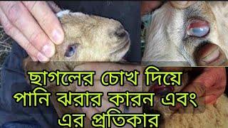 ছাগলের চোখ দিয়ে পানি ঝরার কারন এবং এর প্রতিকার//Gazipur goatfarm