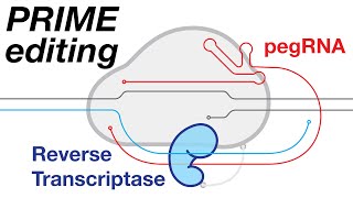 Prime editing (pegRNA + RT + nCas9)