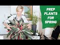 How To Get Your Houseplants Ready For Spring