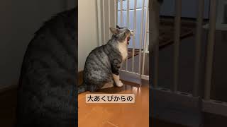 大あくびからの逃走をする春ちゃん🐈　Haru-chan runs away from a big yawn🐈