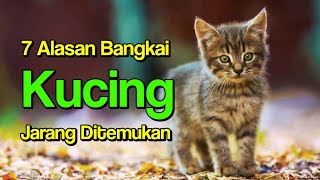 Inilah 7 Alasan Bangkai Kucing Jarang Ditemukan, Nomor 5 Bikin Sedih! 😭😭