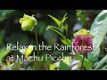 Relax in the Rainforest at Machu Picchu