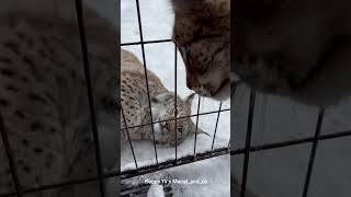 Lynx Marsel is Dating with Marusya #lynx #bobcat