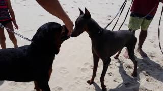 Rottweiler vs Blue Doberman at the beach