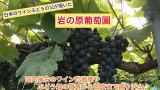 わだの3周年イベント特別企画動画✨〜岩の原葡萄園に行ってきました〜