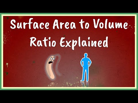 Why do plant cells have more volume?