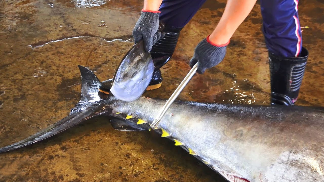 The Sharpest Knife Cut Giant Bluefin Tuna At Fishing Harbor Youtube