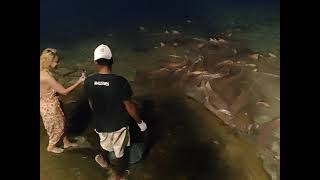 馬爾地夫THINADHOO 島鯊魚餵食秀！！ 護士鯊追尋血的味道！搶食起來真的兇惡萬分！ Shark Feeding Show inTHINADHOO IALAND in Maldives!