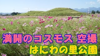 【コスモスが満開】はにわの里公園 秋桜の見頃を空撮！