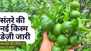 Daisy Malta Sweet Orange अब डेज़ी संतरा की बाग़वानी करे कही भी  what's app no. #9784430000 #jhn