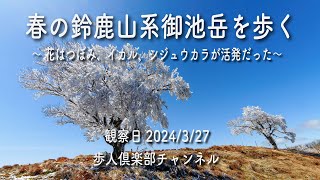 春の鈴鹿山系御池岳を歩く2024年3月27日 　コグルミ谷、霧氷、イカル、シジュウカラなど