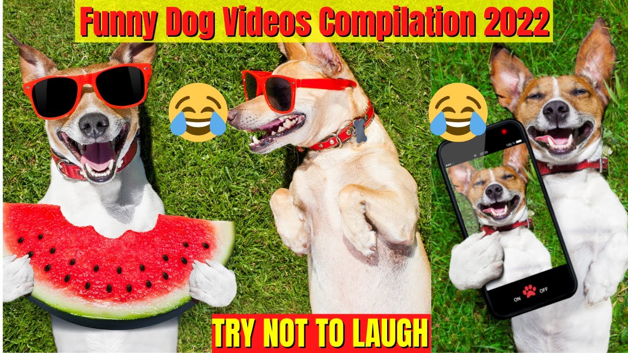 Funny Dog Videos Compilation 2022 Youtube
