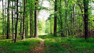 Soothing forest birds sing. 12-hour relaxation sound of nature