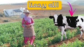 اليوم دينا البقر للواد 🐄وخا الجفاف هاد العام ولكن الحمد لله نفعاتنا الفلاحة لي درنا 🙏