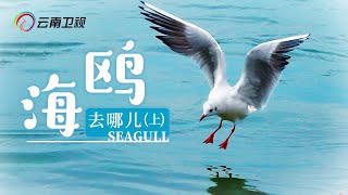 昆明的红嘴鸥究竟从哪里来？纪录片《海鸥去哪儿》，困扰人们30多年的疑团大揭秘！【2021澜湄电视周】