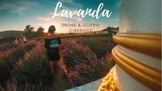 LAVANDA in fiore CINEMATIC [ GoPro DJI ]