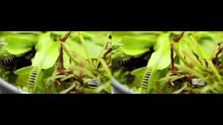 Carnivorous Plants Venus fly trap eats woodlouse real 3D Stereo Venusfliegenfalle und Kellerassel
