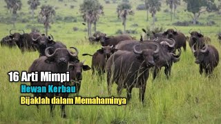 16 Arti Mimpi Hewan Kerbau, Bijaklah dalam Memahaminya