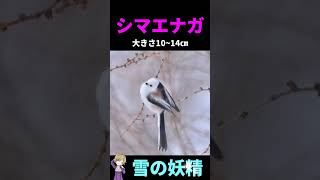 北海道にしかいないかわいい動物たち