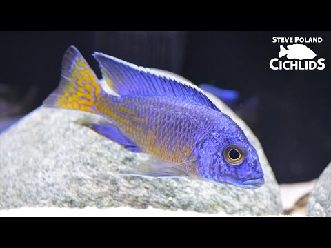 How to Make Your Fish Grow Faster How to Make Your Fish Grow Faster