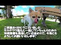 沖縄旅行の秘密！犬とペット可の読谷さんぽ【だるまそば読谷店】