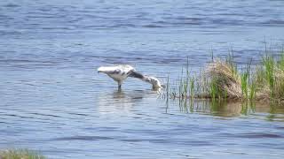 Presumed TRHE x small white egret sp. hybrid, Scarborough Marsh, 6/15/19, Cumberland Co., ME