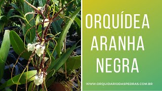 Orquídea Aranha Negra - Cruzamento incrível Brassia x Miltonia