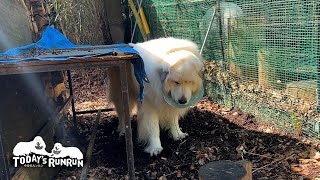 右から掘って左から埋めてしまうのでなかなか穴にならないアランです　Great Pyrenees　グレートピレニーズ