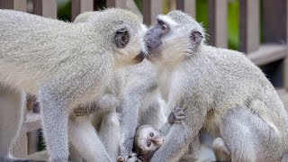 Affectionate Vervet Monkeys Share a Kiss 🐵