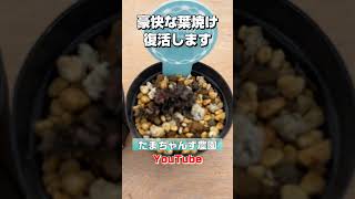 【多肉植物】葉焼けしたセダムは復活します！絶対捨てないで！＃多肉＃多肉植物＃多肉の育て方