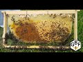 How to inspect your hive - South Africa Griebenouw Bee Farming