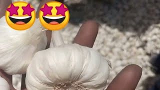 बदनावर मंडी नई पुरानी लहसुन भाव | January 18, 2025 | Today Garlic Price | badnawar mandi bhav |