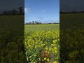 heathcote canola farms