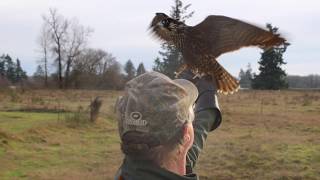 Training Falcons with a Drone (part 2)