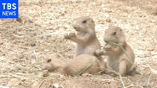 プレーリードッグの赤ちゃん２０頭生まれる 栃木・那須の動物園