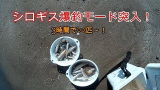 えむでテレビジョン㊷「＃投げ釣り」「＃シロギス」シロギス爆釣モード突入！