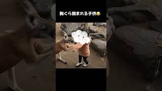 【閲覧注意】ワラビーに襲われた子供 #shorts