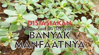 krokot tanaman liar berkhasiat obat || tanaman herbal